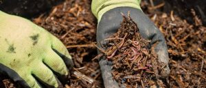 Get Started with Composting In Singapore Today