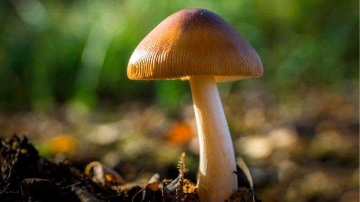 buy magic mushrooms in canada